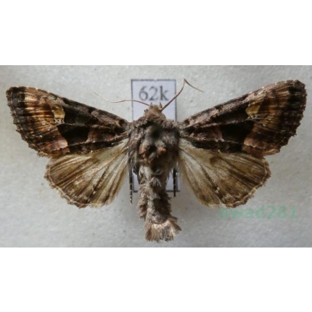 Rileyiana fovea (Treitschke, 1825) Hungaria62k